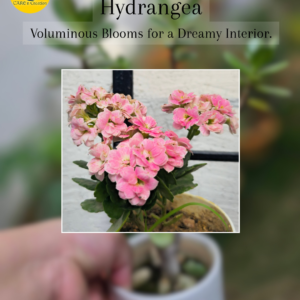 Hydrangea - Voluminous Blooms for a Dreamy Interiors