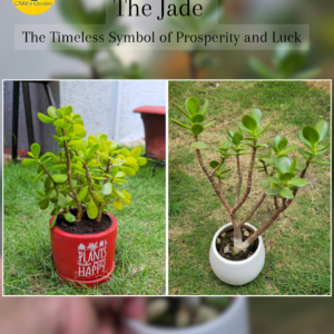Lucky Jade Plant