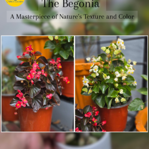 The Begonia-A masterpiece of Nature's texture and color