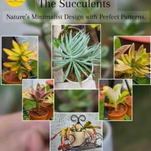 Succulents
