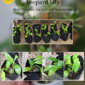 Leopard Lily